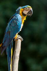 Blue and Gold Macaw