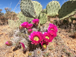 Engelmann's hedgehog cactus flowers (Echinocereus engelmannii) along the Arizona Trail, Arizona, U....