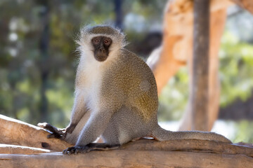 Common Vervet Monkey