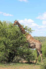 Giraffe / Giraffe / Giraffa camelopardalis