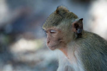 可愛いサル