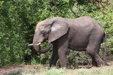 Fototapeta premium Afrikanischer Elefant / African elephant / Loxodonta africana