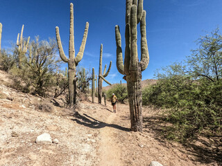 World".s tallest cactus, the saguaro, Arizona Trail, Saguaro National Park, Arizona, U. S. A.