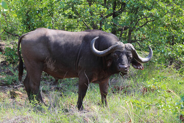 Kaffernbüffel / African buffalo / Syncerus caffer