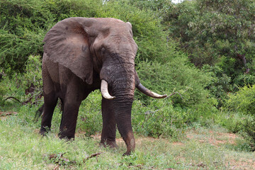 Afrikanischer Elefant / African elephant / Loxodonta africana