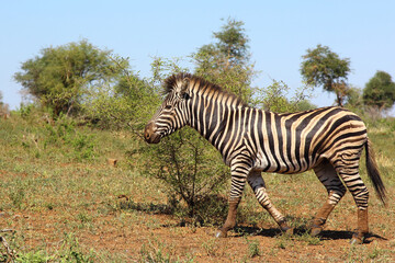 Steppenzebra / Burchell's zebra / Equus burchellii