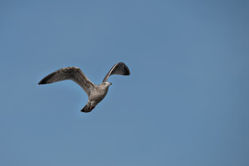 Flying juvenile European herring gull (Larus argentatus) against a blue sky, symbol for freedom and beach vacation, copy space