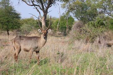 Fototapeta premium Wasserbock / Waterbuck / Kobus ellipsiprymnus