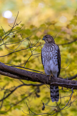 Cooper's Hawk