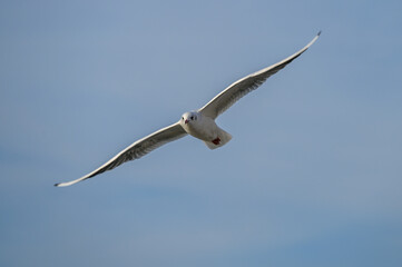 Obraz premium Flying black-headed gull (Chroicocephalus ridibundus) in winter plumage against a blue sky, often seen in tourist resorts on the Baltic Sea cost, copy space