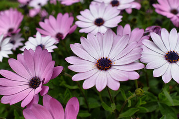 pink flower green background