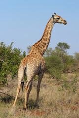 Giraffe / Giraffe / Giraffa camelopardalis