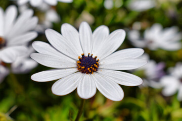 Fototapeta premium white flower green background