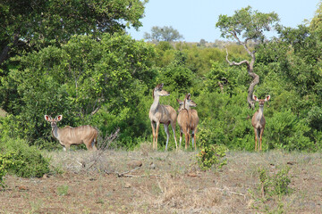 Großer Kudu / Greater kudu / Tragelaphus strepsiceros......