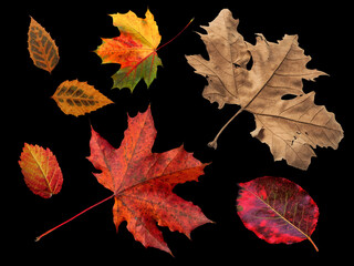Different colored fall leaves. Set of olorful leaves isolated on black background. Autumn beautiful green, yellow, red and orange leaves, design element. Fall foliage.