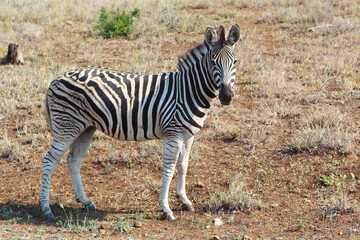 Steppenzebra / Burchell's zebra / Equus burchellii