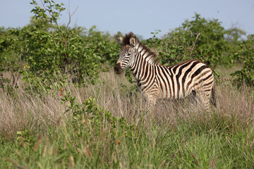 Steppenzebra / Burchell's zebra / Equus burchellii..