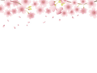 Obraz na płótnie Canvas 花びらが舞う満開の桜の木