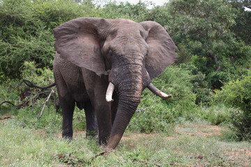 Naklejka premium Afrikanischer Elefant / African elephant / Loxodonta africana