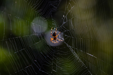 spider on web