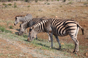 Obraz na płótnie Canvas Steppenzebra / Burchell's zebra / Equus burchellii..