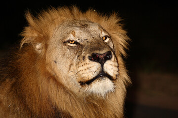 Afrikanischer Löwe / African lion / Panthera leo....