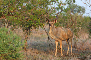 Großer Kudu / Greater kudu / Tragelaphus strepsiceros