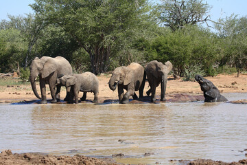Fototapeta premium Afrikanischer Elefant / African elephant / Loxodonta africana