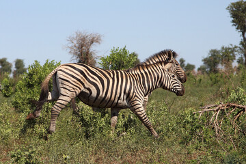 Steppenzebra / Burchell's zebra / Equus burchellii.