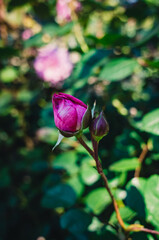 pink rose in the garden