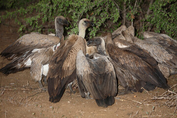 Weißrückengeier / White-backed vulture / Gyps africanus