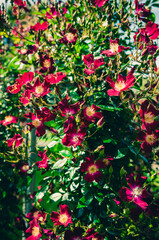 Red flowers in the garden