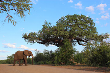Affenbrotbaum und Elefant / Baobab and Elephant / Adansonia digitata et Loxodonta africana