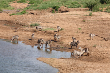 Wasserbock / Waterbuck / Kobus ellipsiprymnus