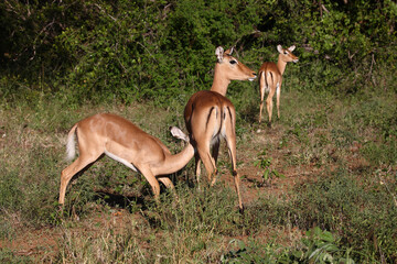 Schwarzfersenantilope / Impala / Aepyceros melampus