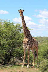 Giraffe / Giraffe / Giraffa camelopardalis