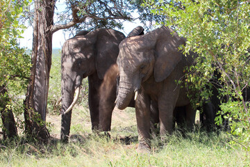 Fototapeta premium Afrikanischer Elefant / African elephant / Loxodonta africana