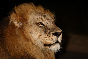 Afrikanischer Löwe / African lion / Panthera leo....