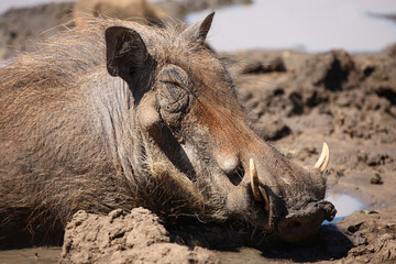 Fototapeta premium Warzenschwein / Warthog / Phacochoerus africanus