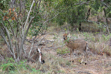 Kronenducker / Common duiker / Sylvicapra grimmia