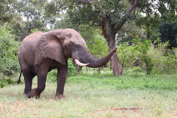 Afrikanischer Elefant / African elephant / Loxodonta africana