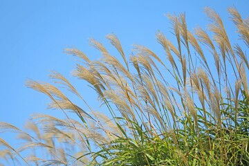 ススキ