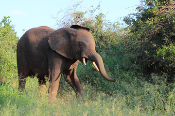Obraz premium Afrikanischer Elefant / African elephant / Loxodonta africana