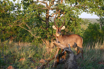 Wasserbock / Waterbuck / Kobus ellipsiprymnus