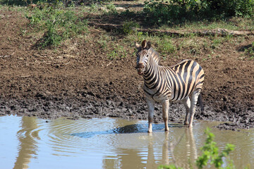 Steppenzebra / Burchell's zebra / Equus burchellii