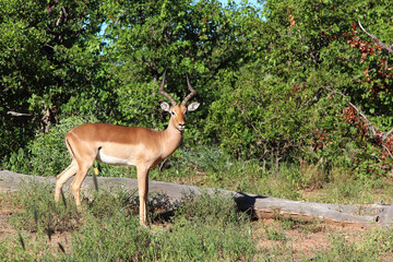 Schwarzfersenantilope / Impala / Aepyceros melampus