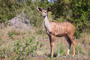 Großer Kudu / Greater kudu / Tragelaphus strepsiceros.....
