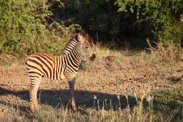 Steppenzebra / Burchell's zebra / Equus burchellii..