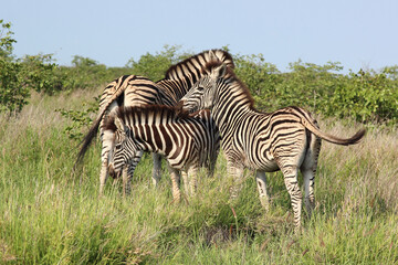Fototapeta premium Steppenzebra / Burchell's zebra / Equus burchellii..