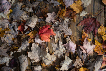 Fall leaf colors , perfect color from autumn season.